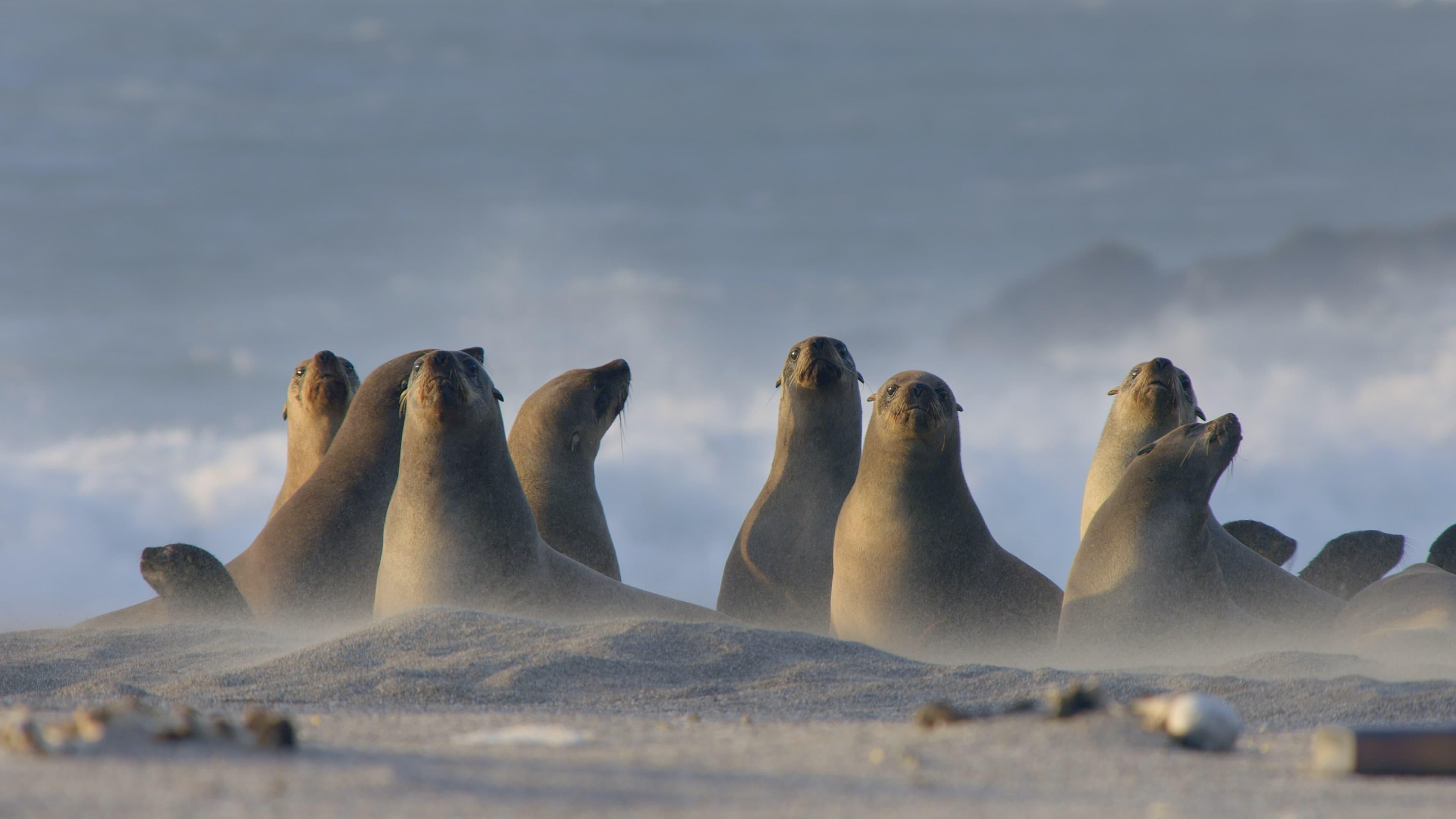 Africa's Wild Year backdrop