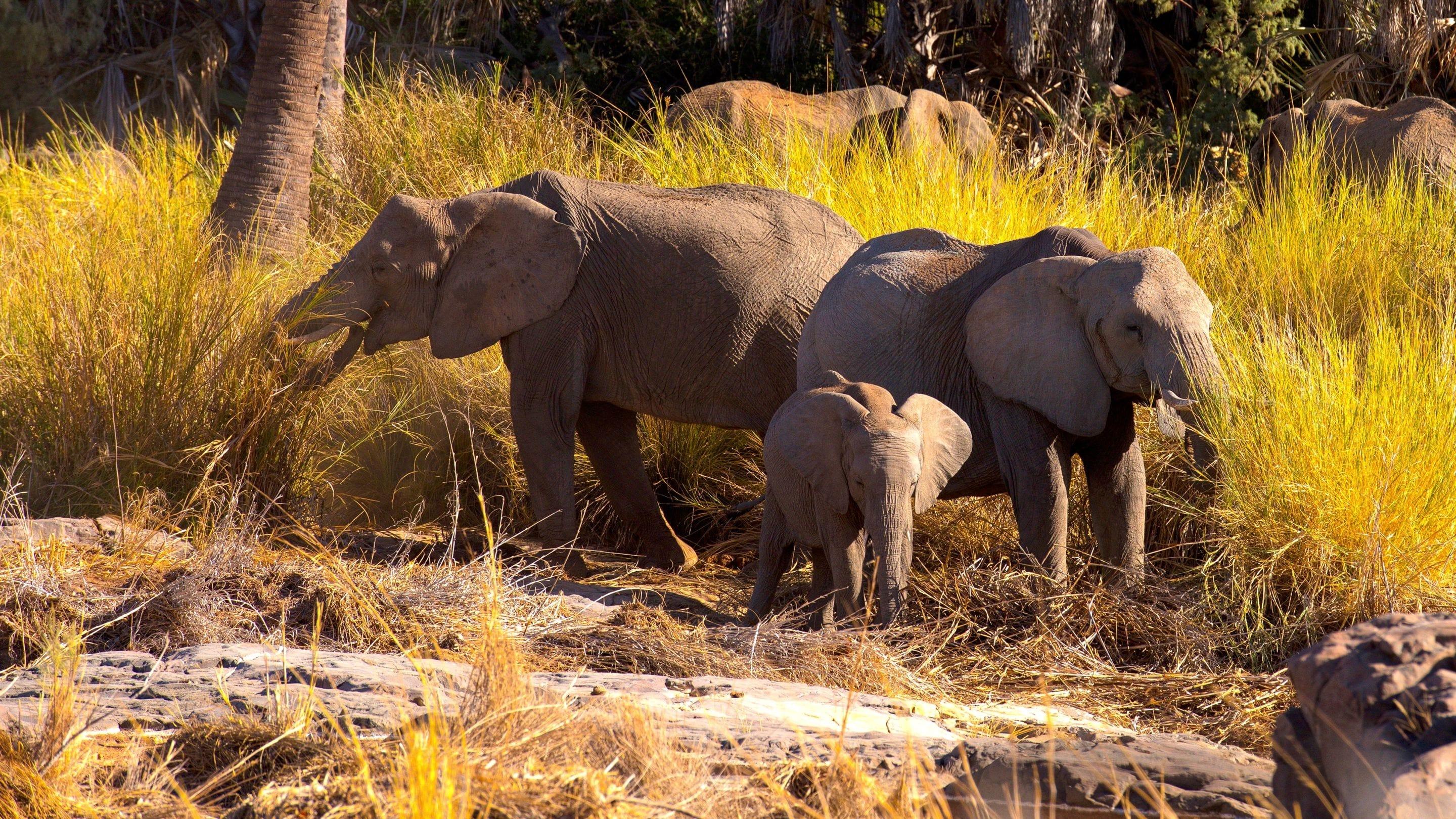 Namibia, Sanctuary of Giants backdrop