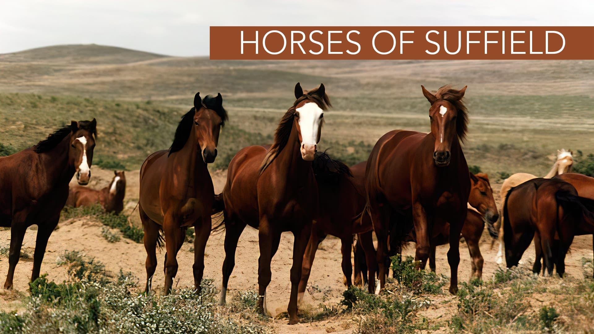 Horses of Suffield backdrop