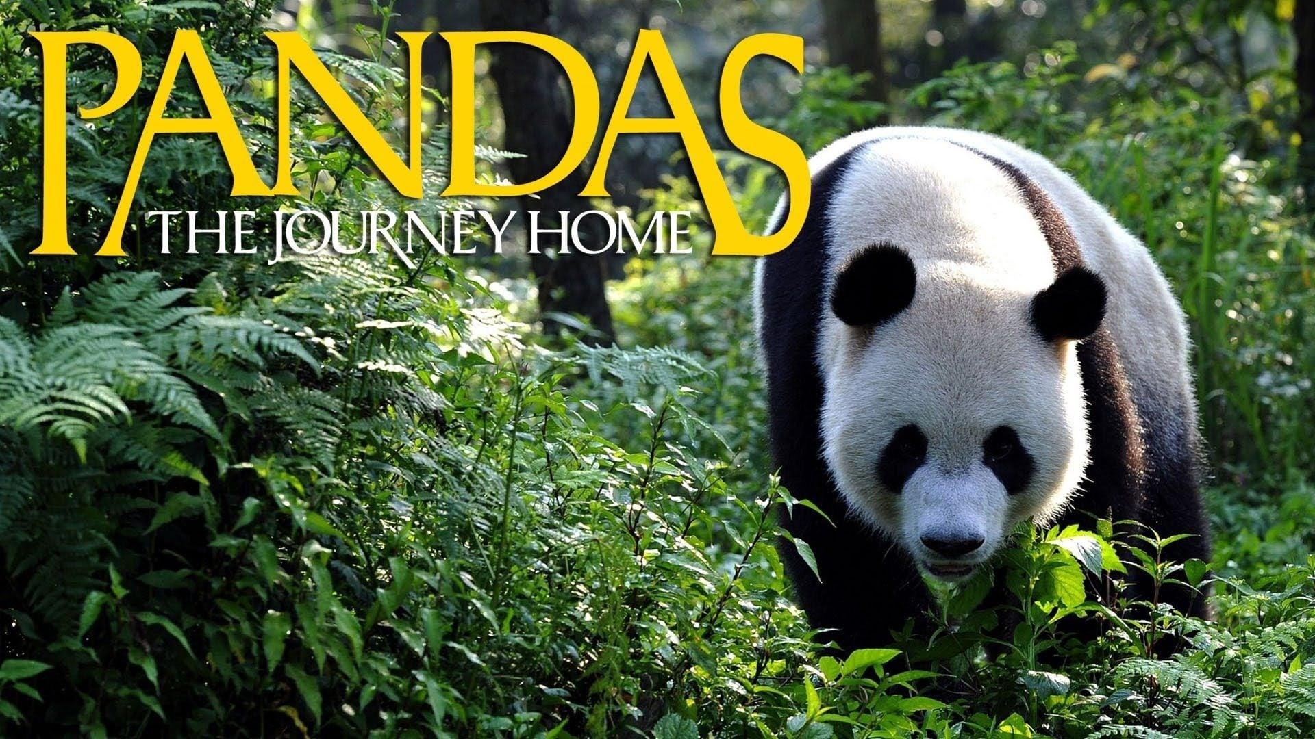 Pandas: The Journey Home backdrop