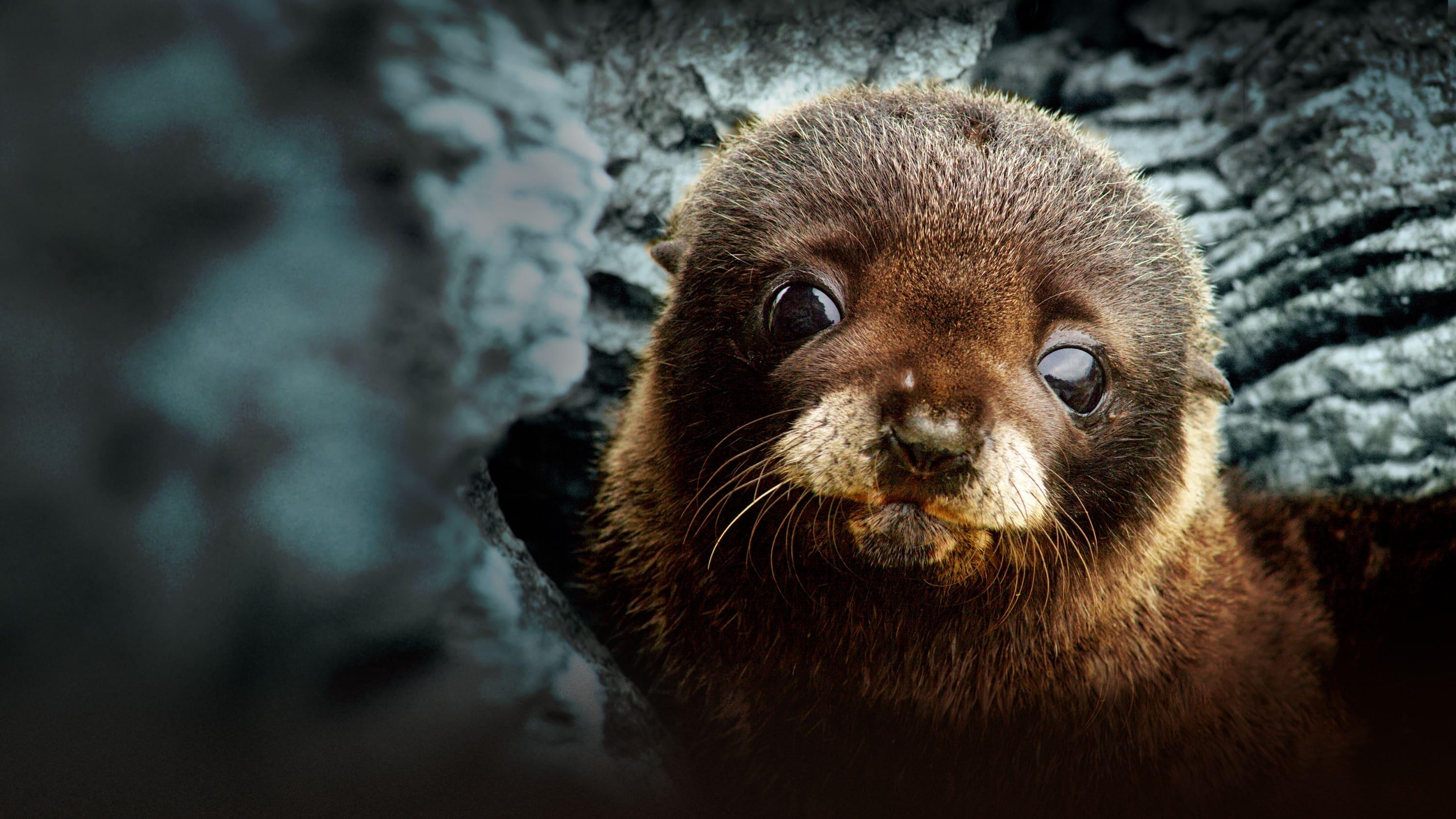 Fur Seals backdrop