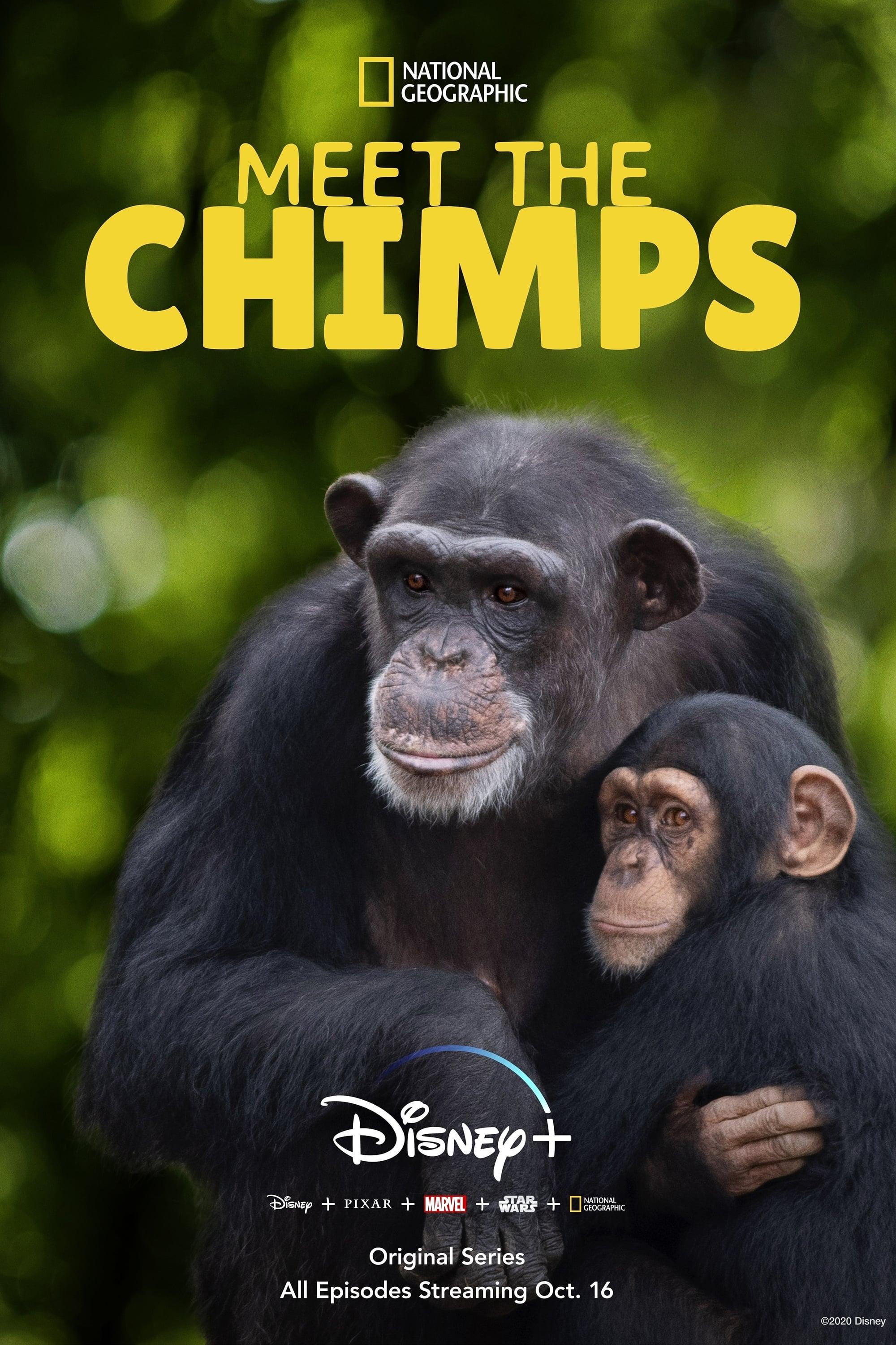 Meet the Chimps poster