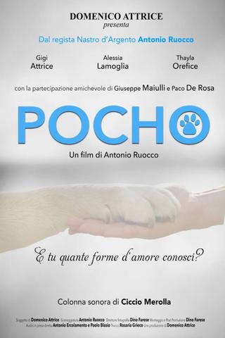 Pocho poster