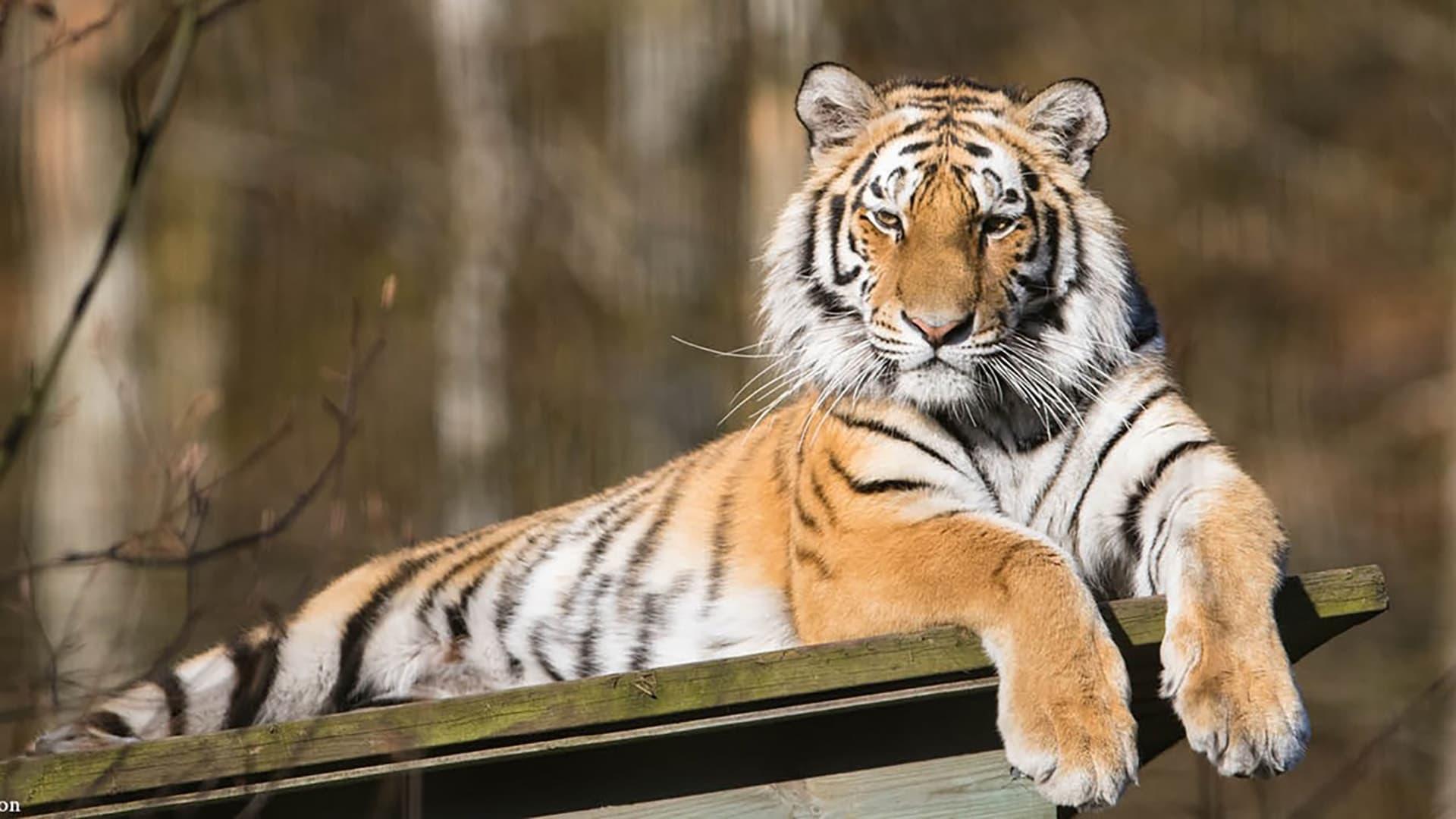 Siberian Tiger, The Secret Kingdom backdrop