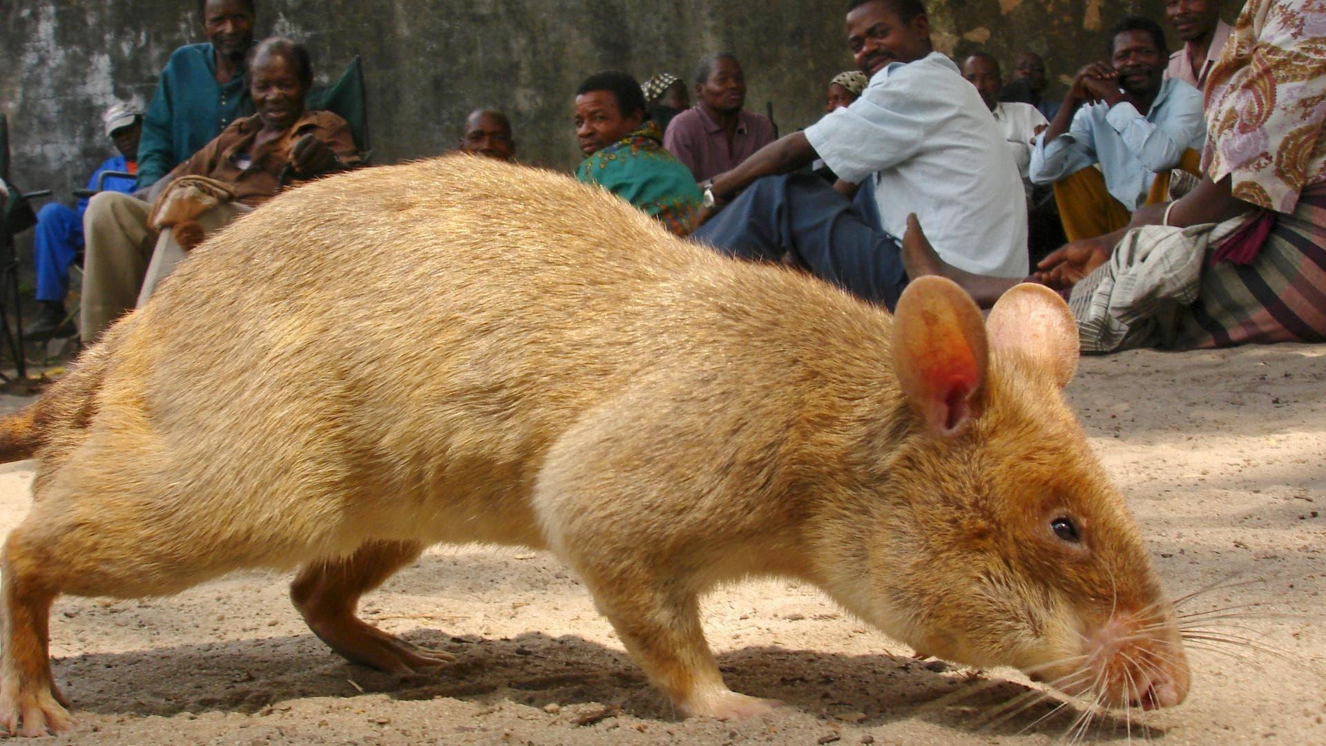 Detecting Danger: Africa's Giant Rats backdrop