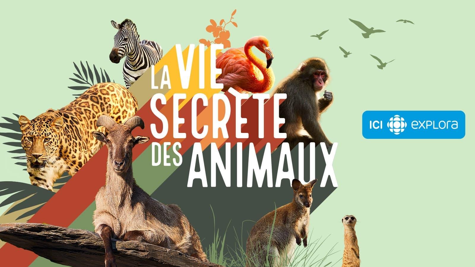 La vie secrète des animaux backdrop