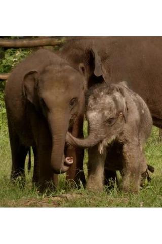 Sri Lanka: Elephant Island poster