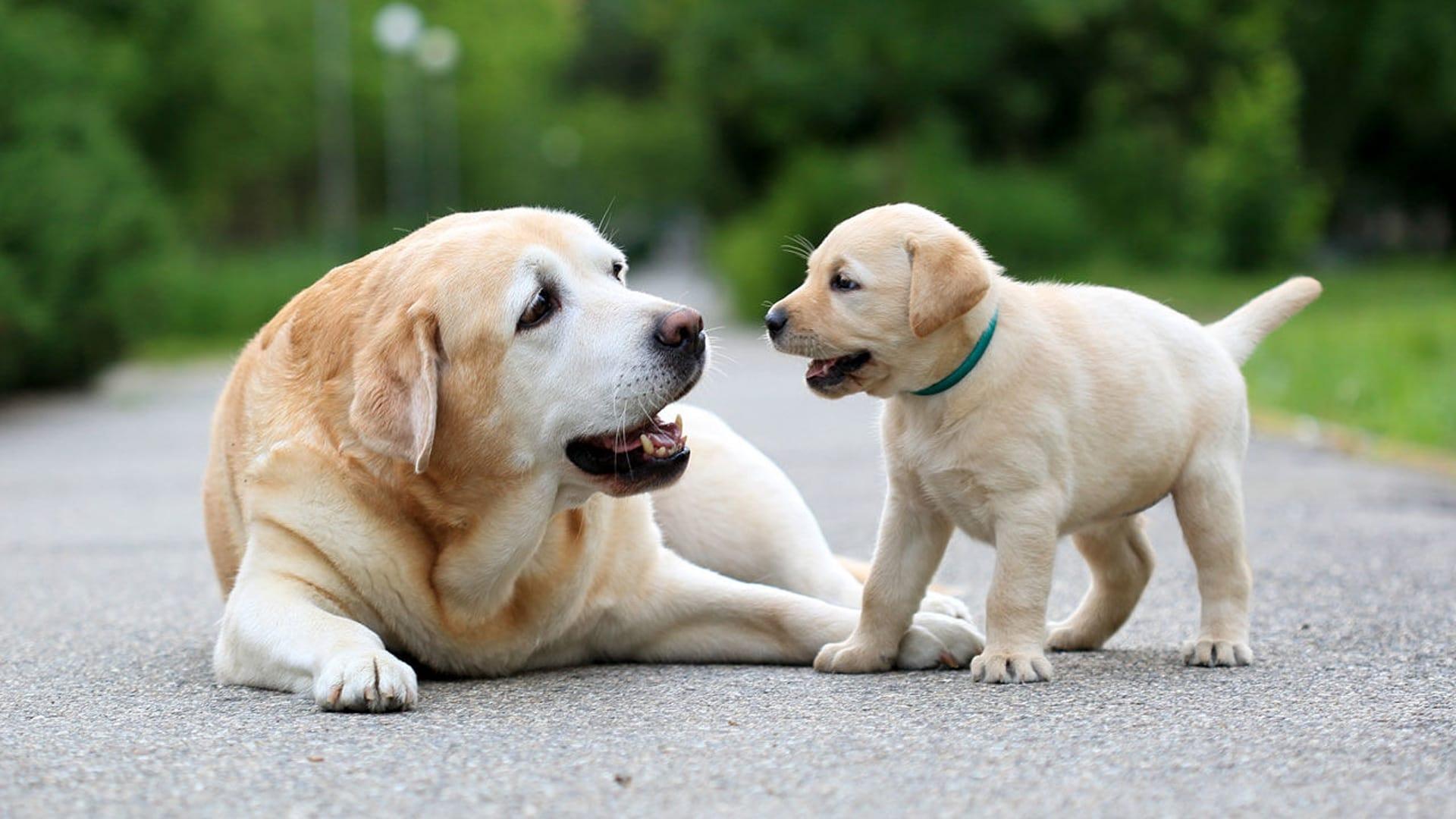 National Geographic Explorer: Science of Dogs backdrop