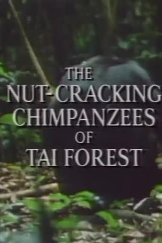 The Nut Cracking Chimpanzees of Taï Forest poster