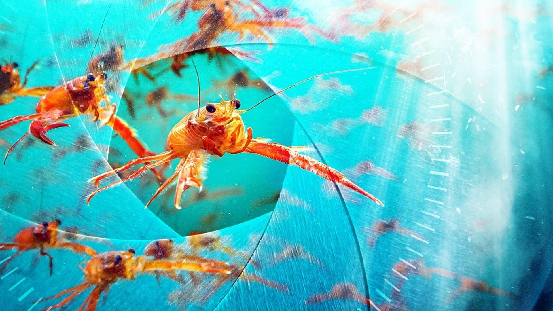 Spy in the Ocean, A Nature Miniseries backdrop