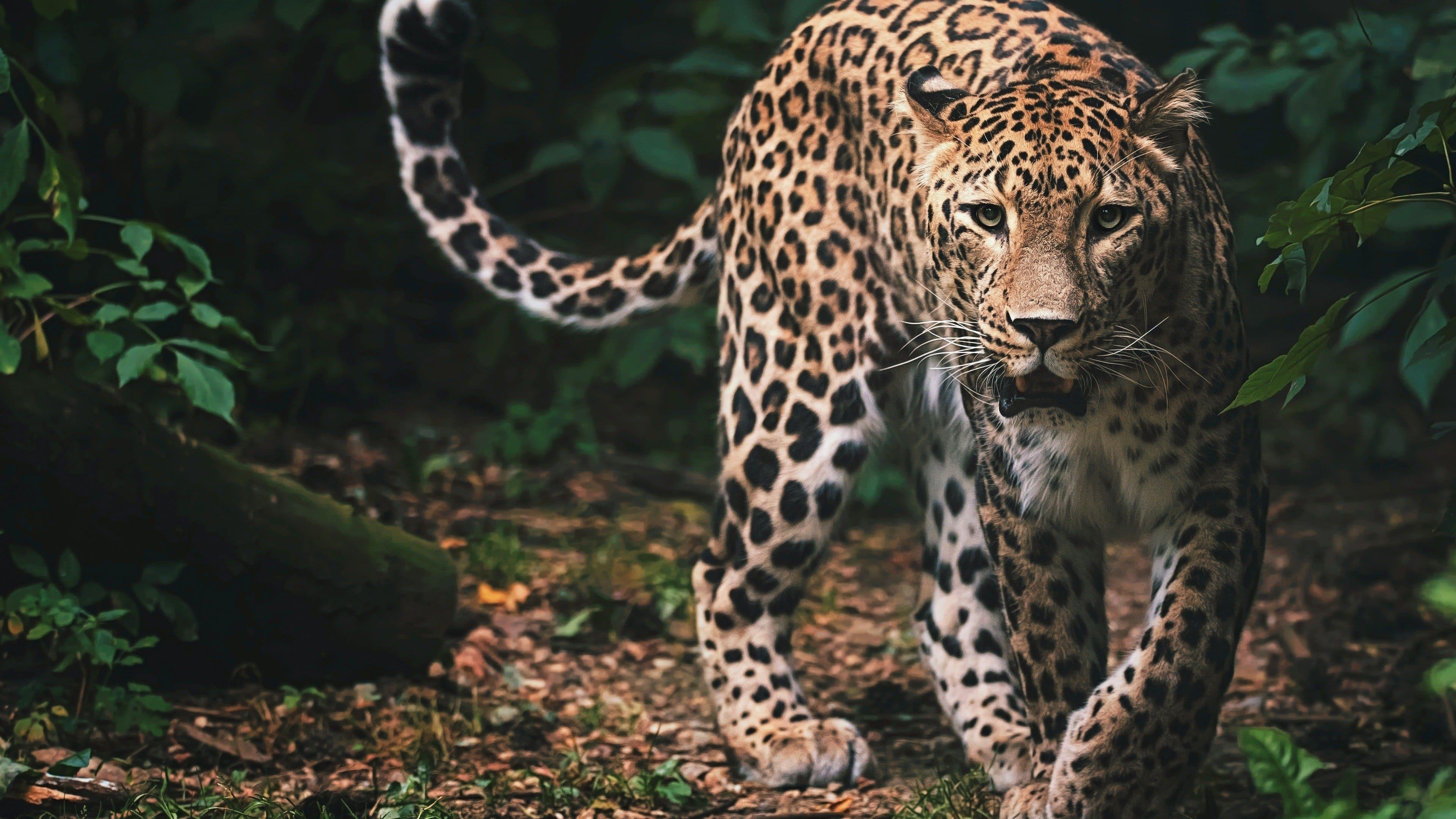 Sri Lanka: Leopard Dynasty backdrop