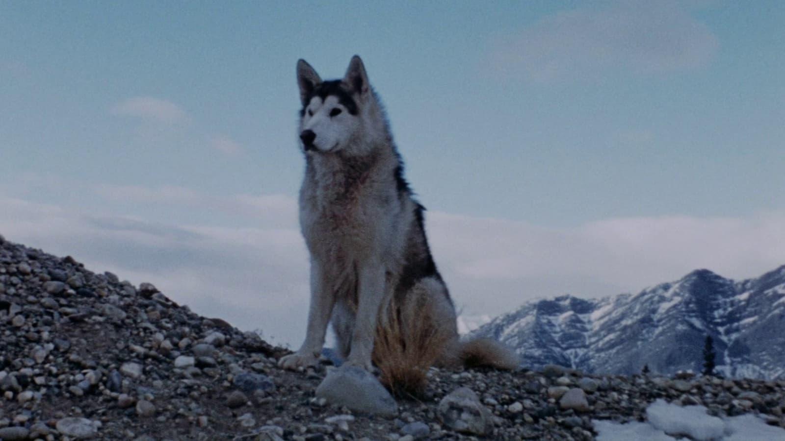 Nikki, Wild Dog of the North backdrop