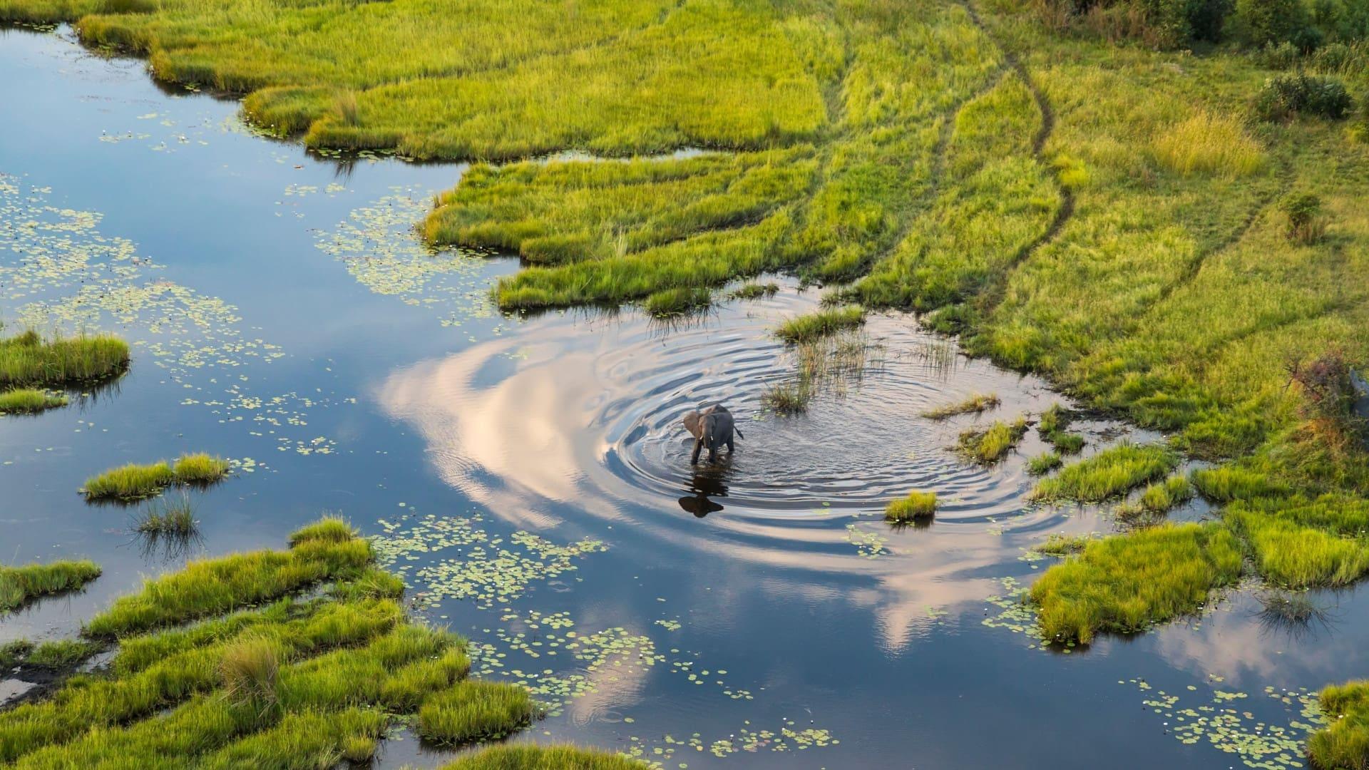 Okavango: A Flood of Life backdrop