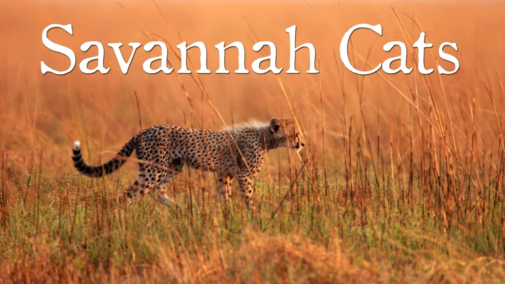 Savannah Cats backdrop