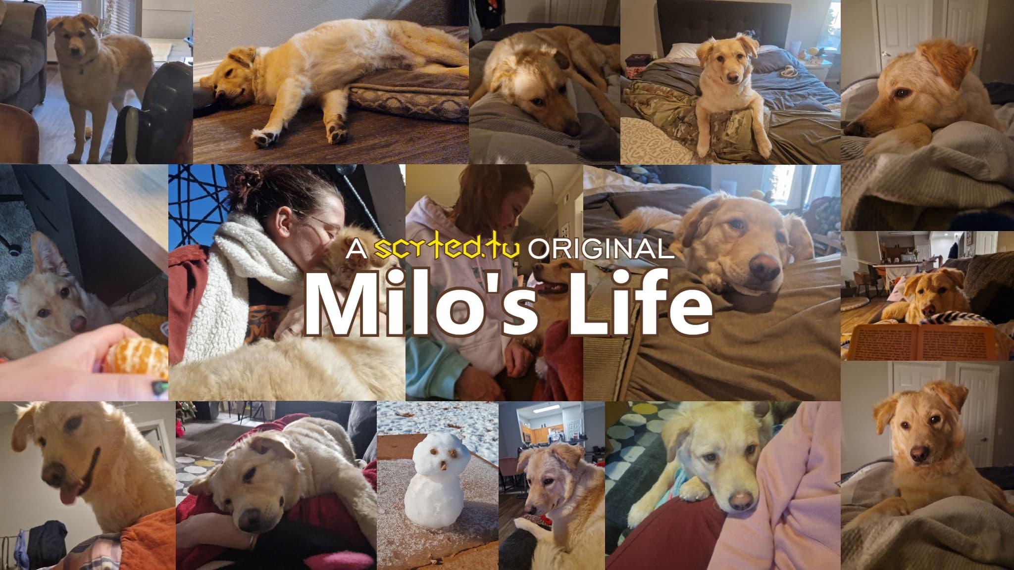 Milo's Life backdrop