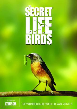 Iolo's Secret Life of Birds poster
