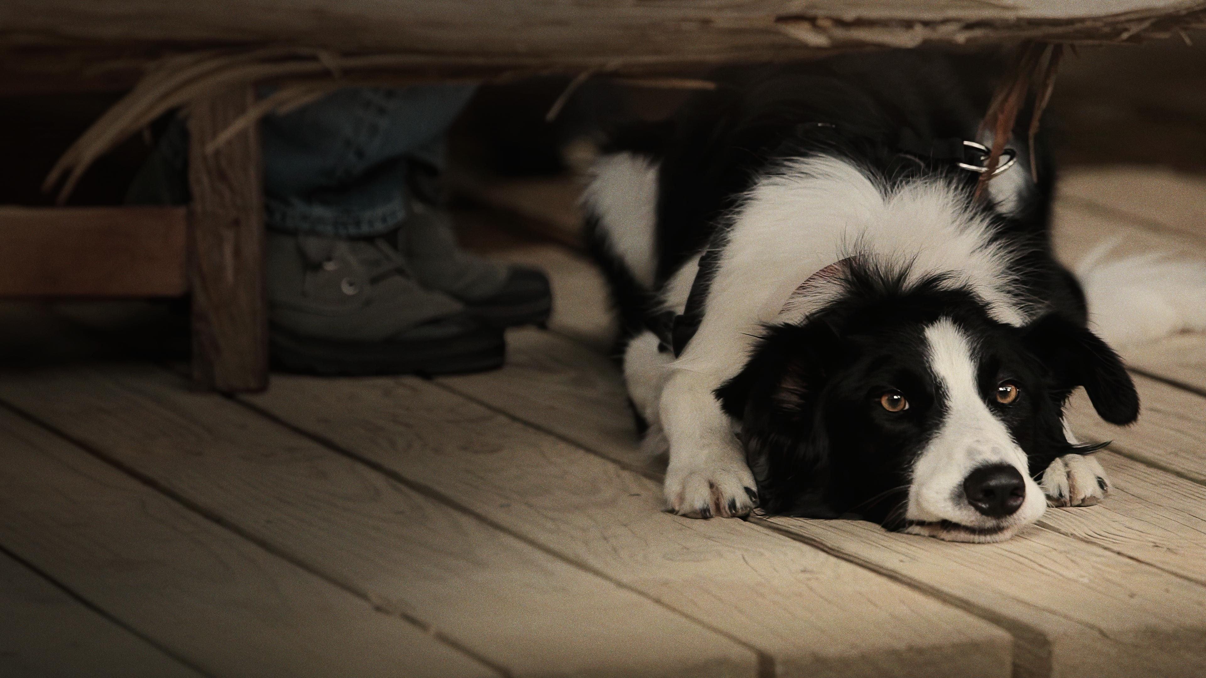 Angel Dog backdrop