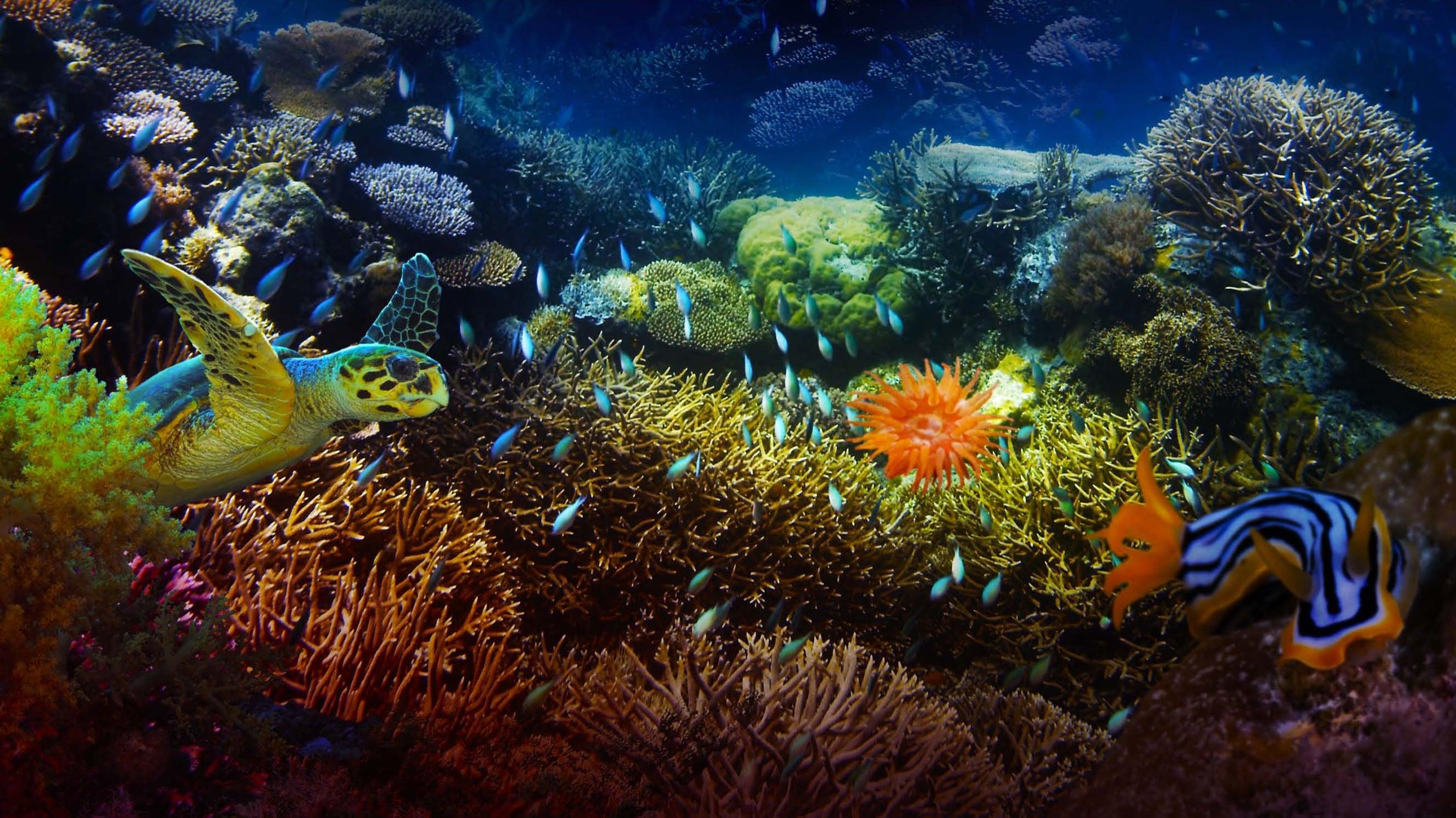 The Last Reef: Cities Beneath the Sea backdrop