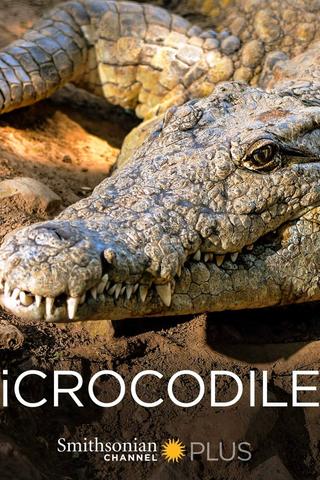 iCrocodile poster