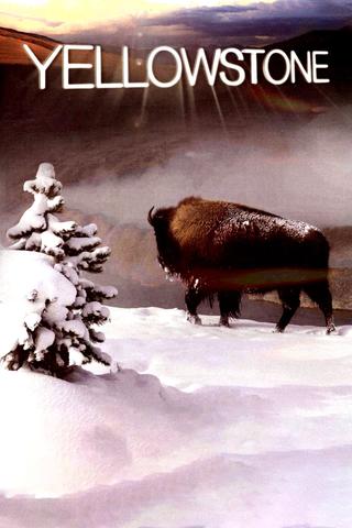 Yellowstone poster