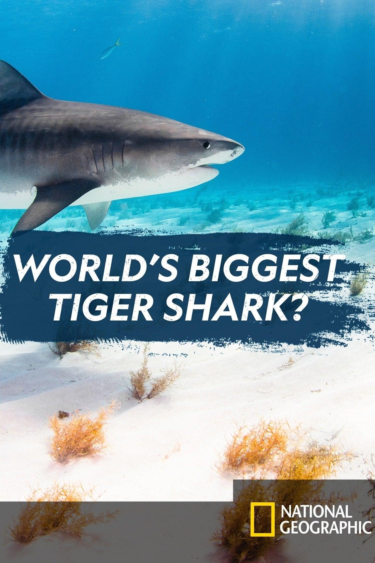 World's Biggest Tiger Shark poster