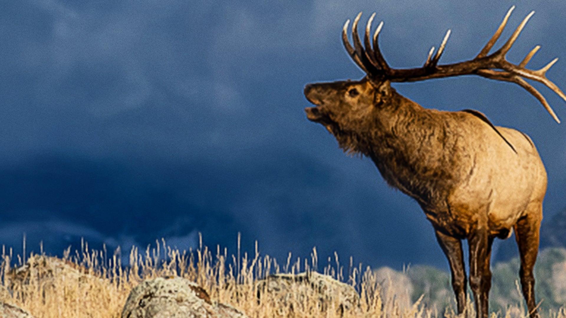 The Olympic Elk backdrop