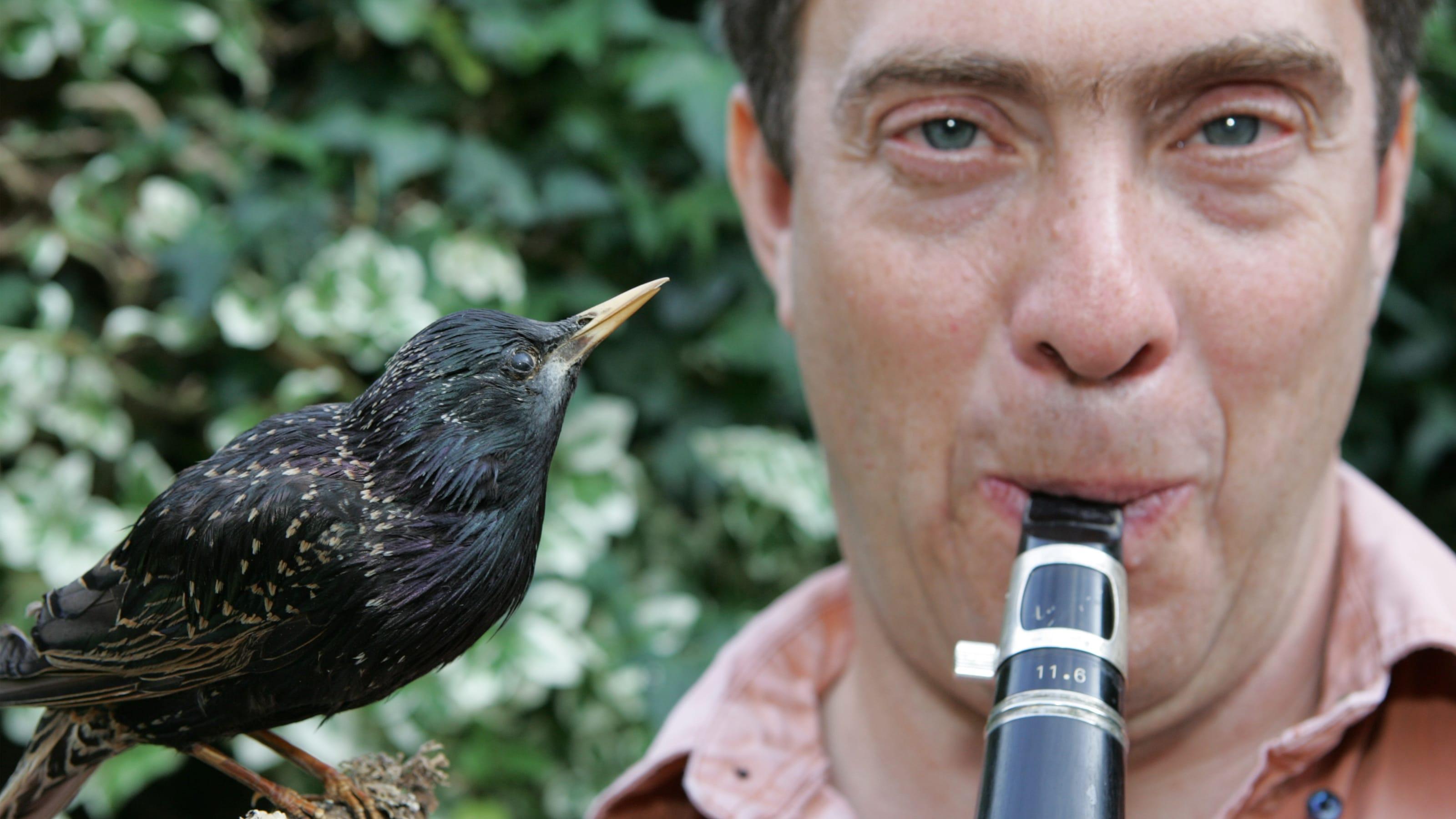 Why Birds Sing backdrop