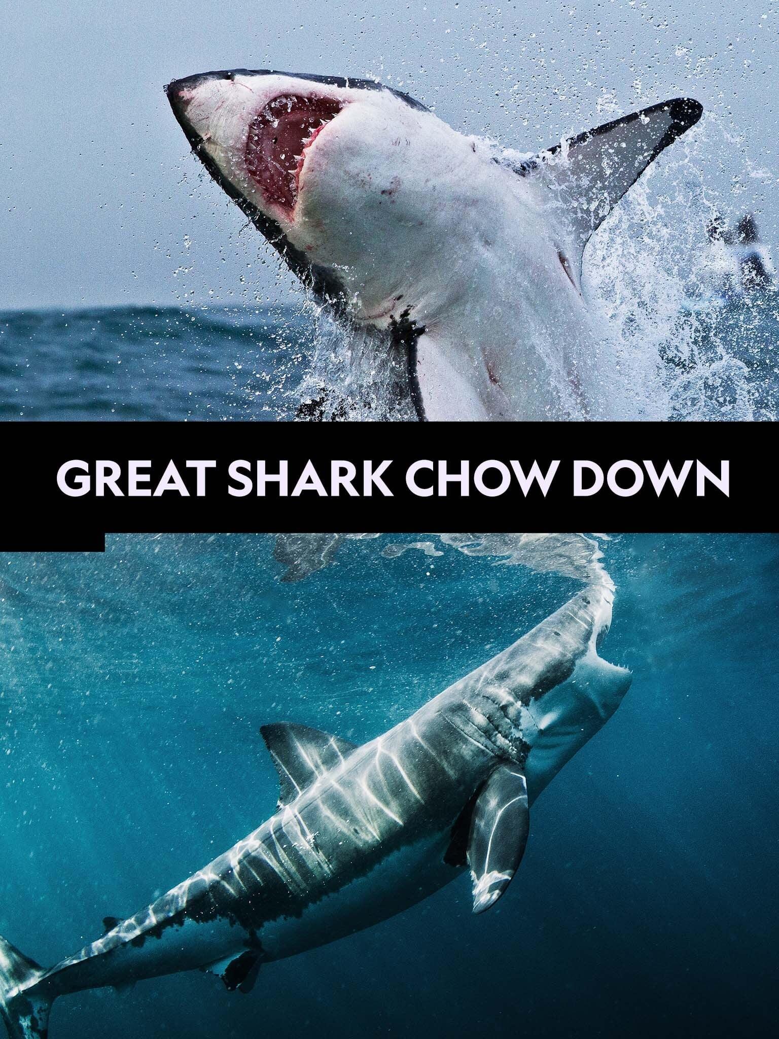 Great Shark Chow Down poster