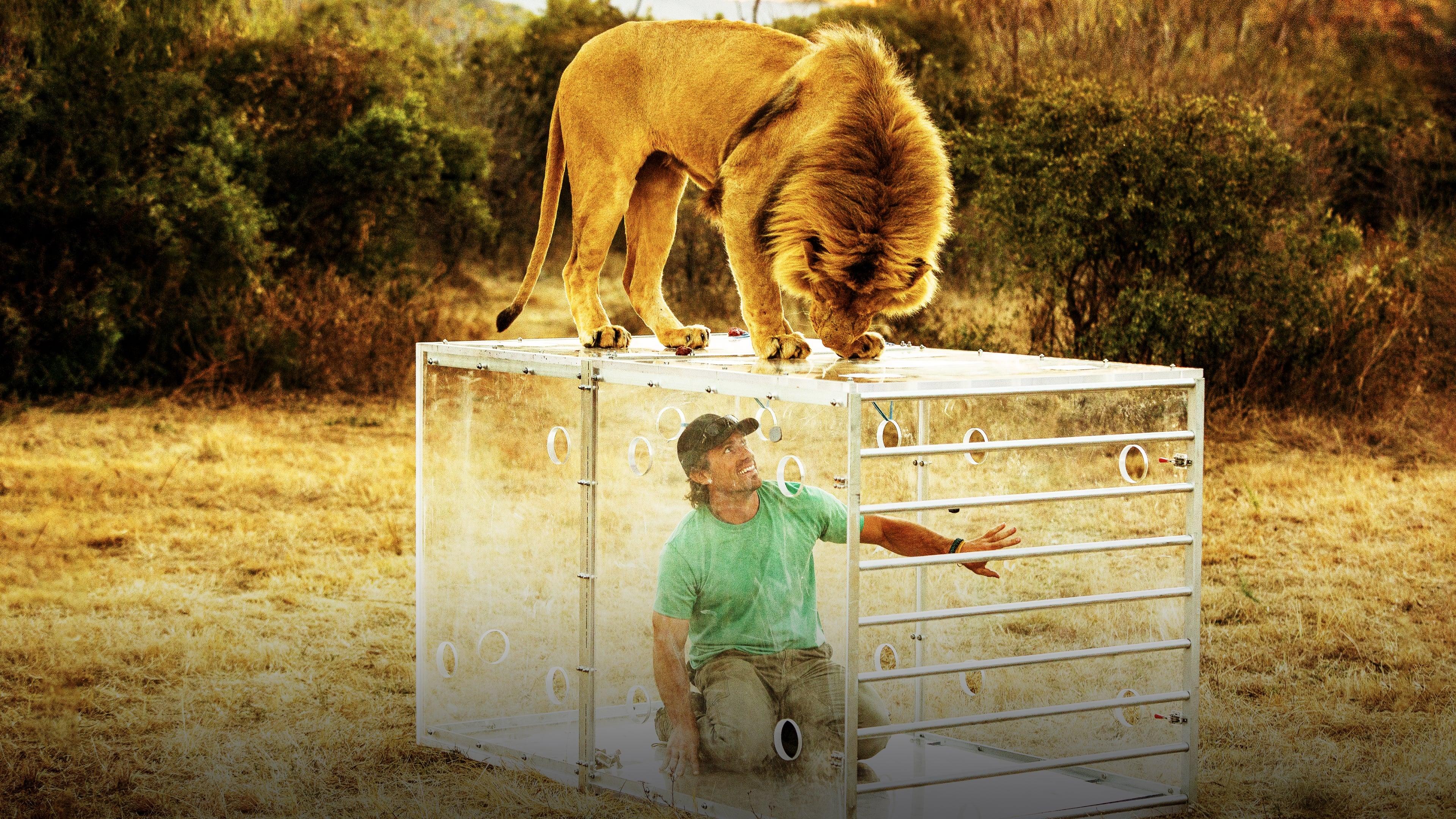 Man V. Lion backdrop