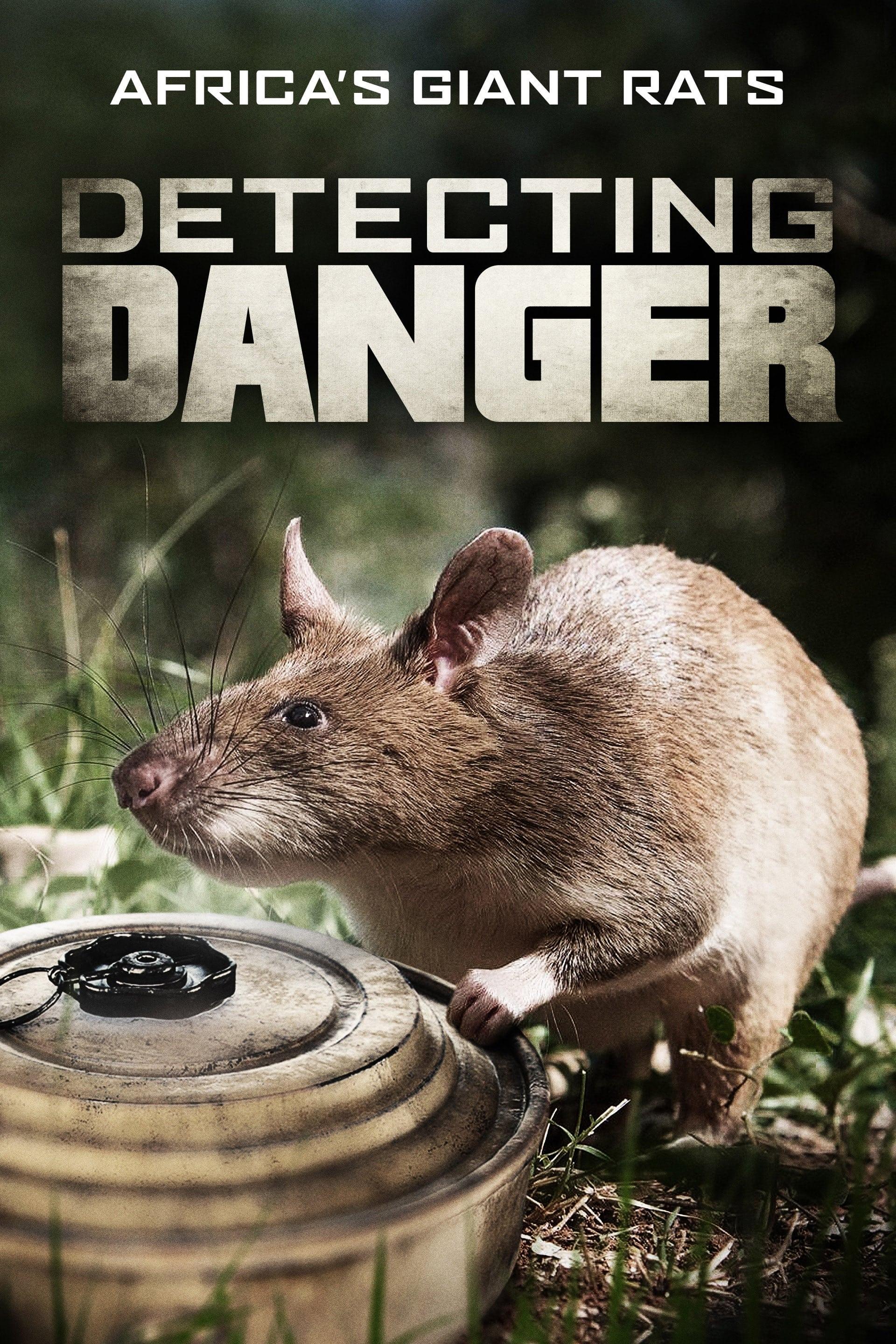 Detecting Danger: Africa's Giant Rats poster