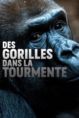 Gorillas unter Stress poster