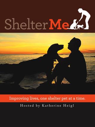 Shelter Me poster