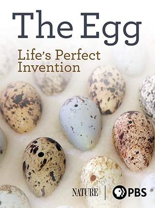 The Egg: Life’s Perfect Invention poster