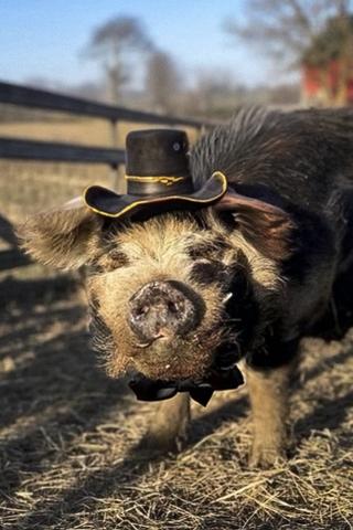 Bashi 'The Pig' pic