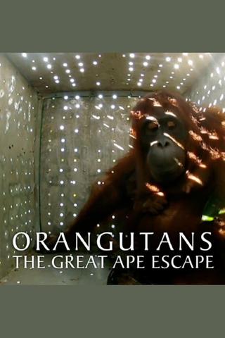 Orangutans: The Great Ape Escape poster