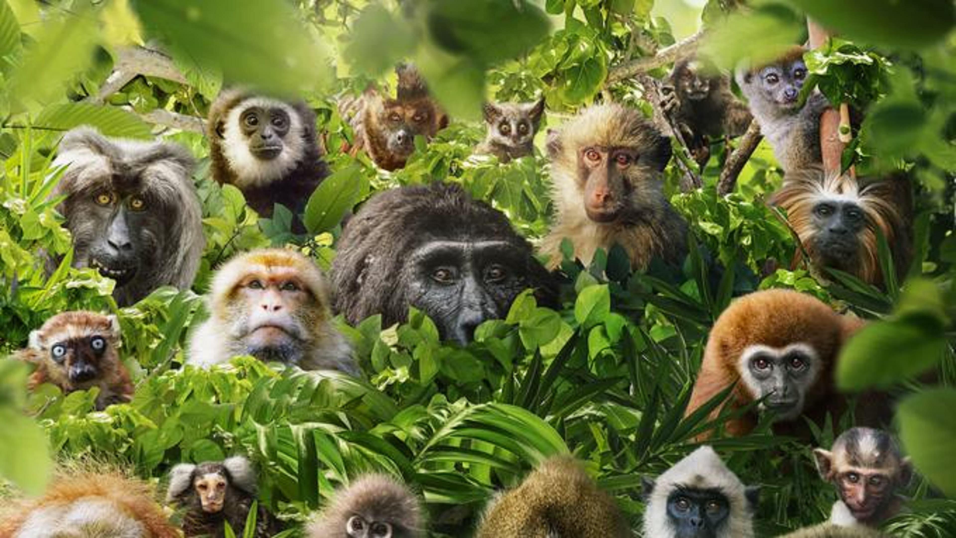 Dans le secret des primates backdrop