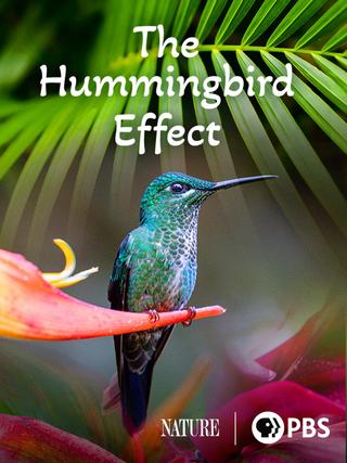 The Hummingbird Effect poster