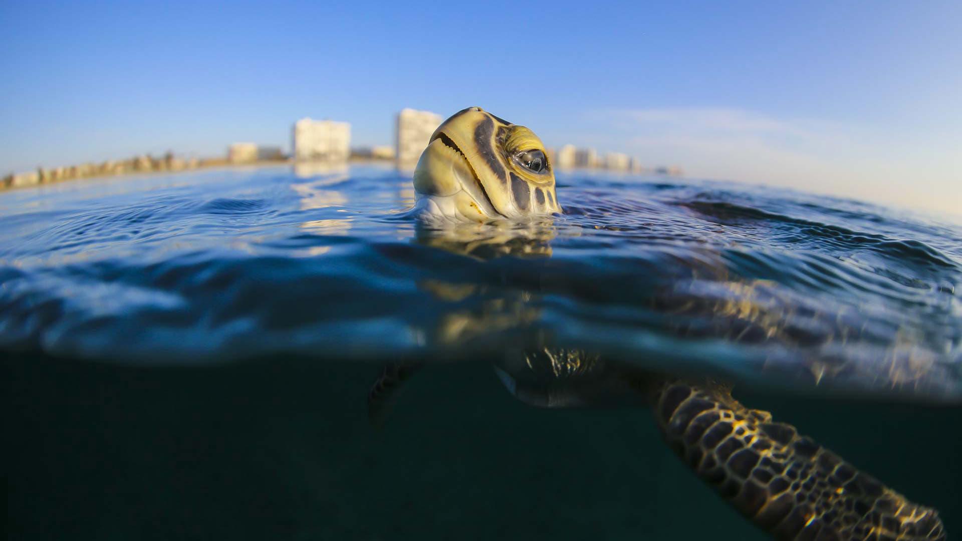Troubled Waters: A Turtle's Tale backdrop