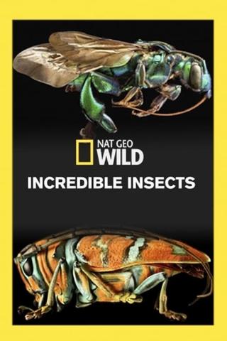 Incredible Insects poster