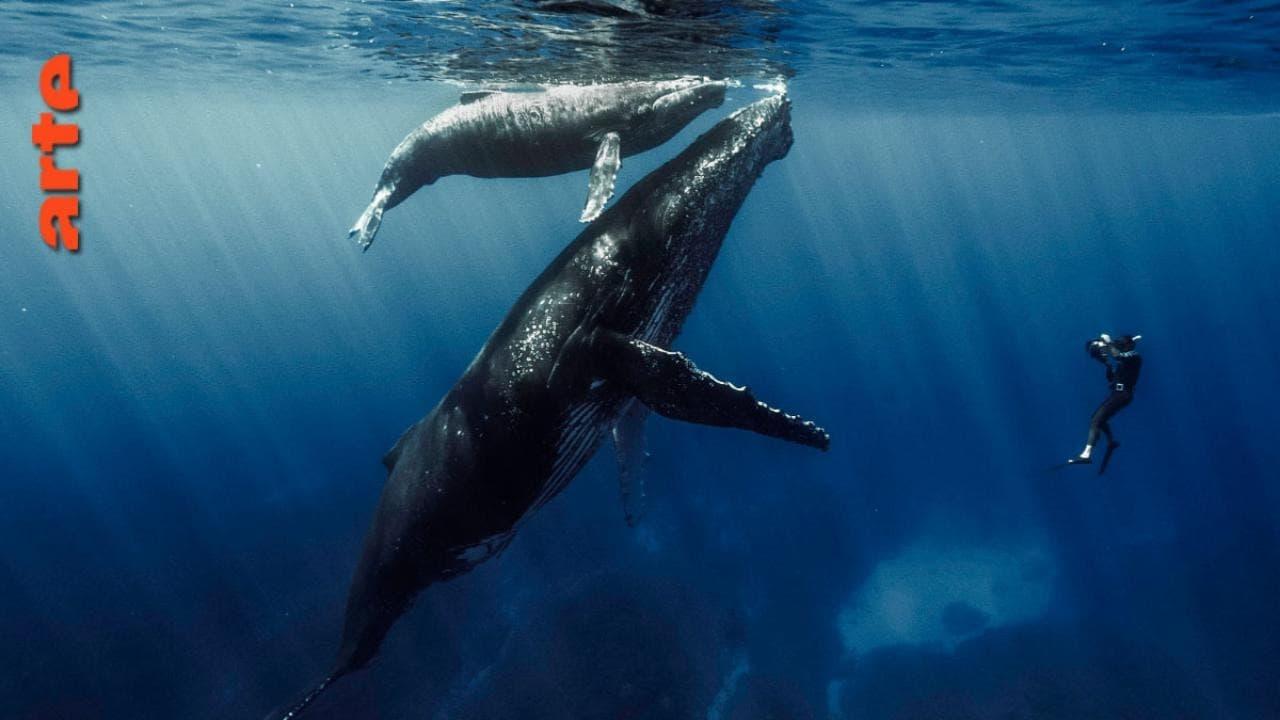 Quand baleines et tortues nous montrent le chemin backdrop