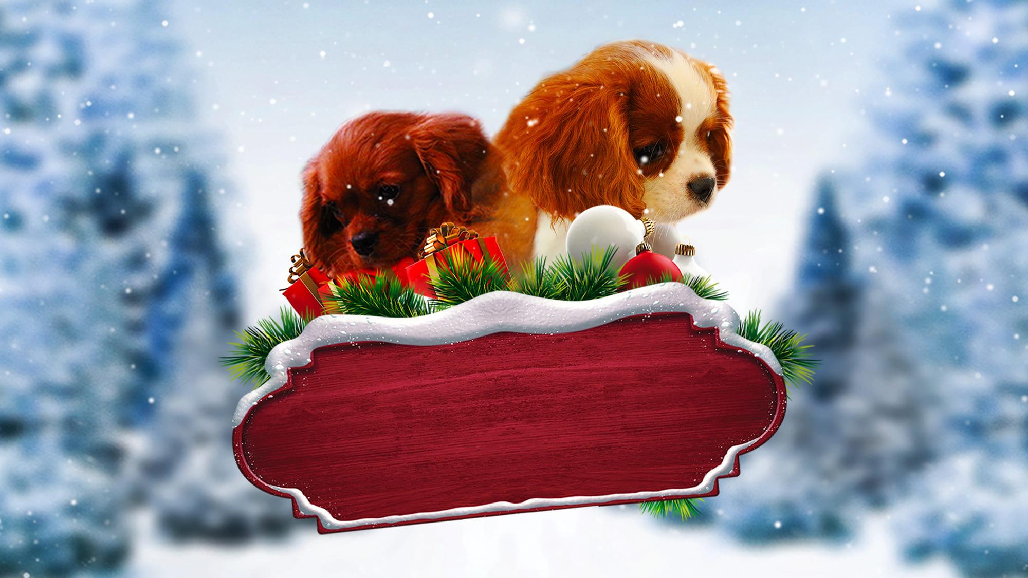 Project: Puppies for Christmas backdrop