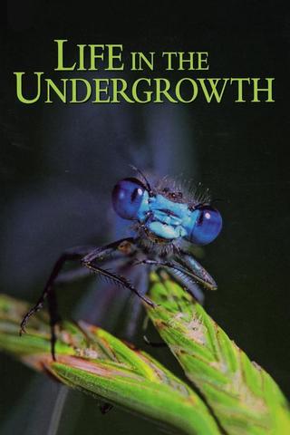 Life in the Undergrowth poster