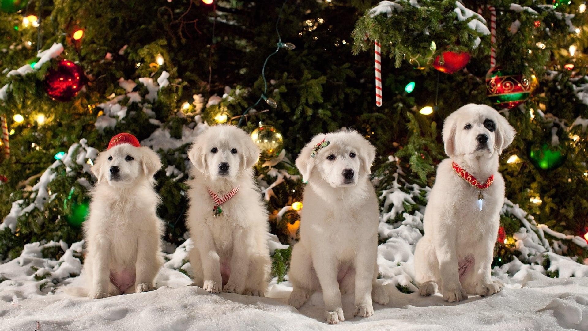 Santa Paws 2: The Santa Pups backdrop