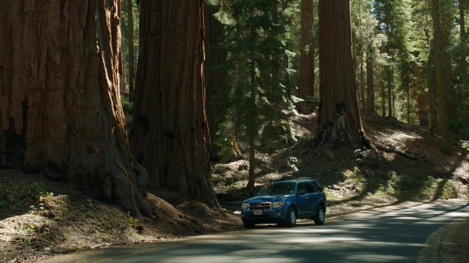 Sequoia backdrop