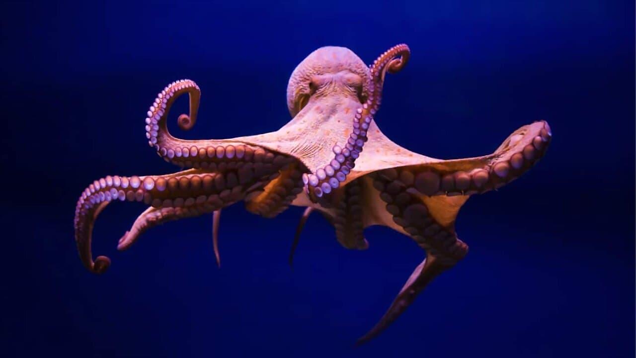 Cephalopods: The Reign of Suckers backdrop