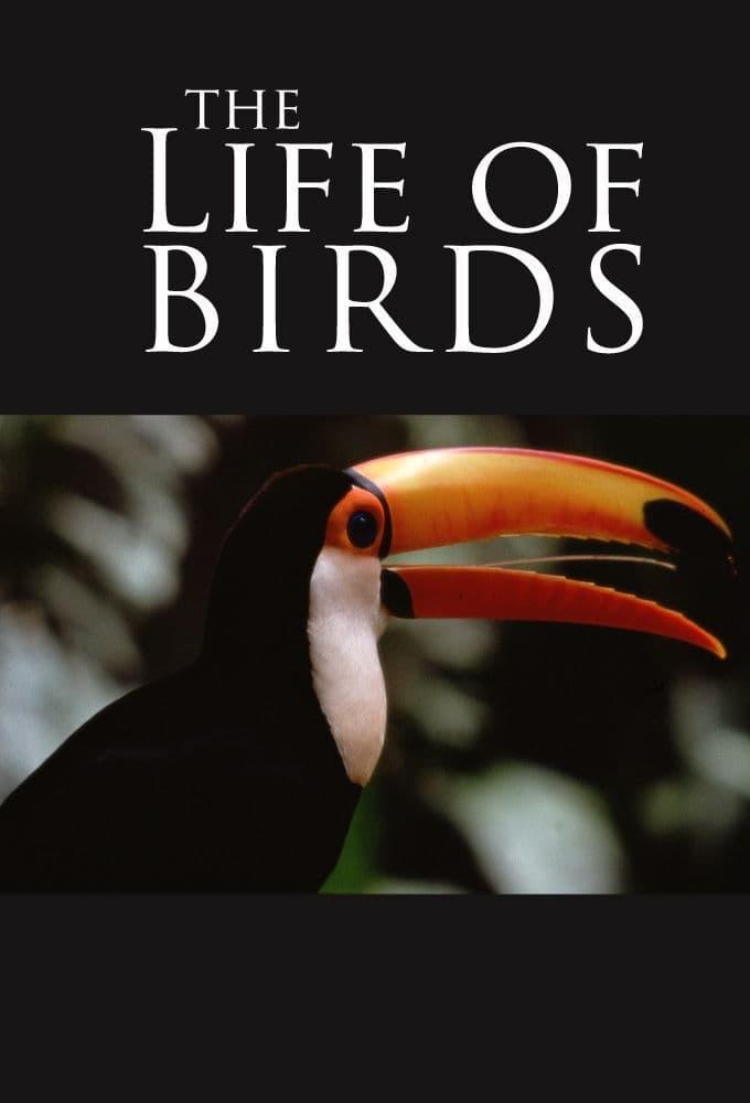 The Life of Birds poster