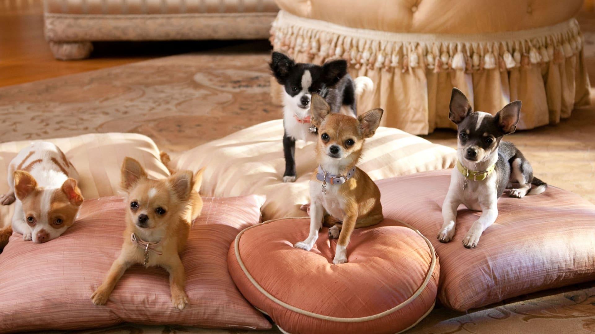 Beverly Hills Chihuahua 2 backdrop