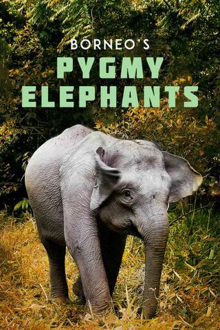 Borneo's Pygmy Elephants poster