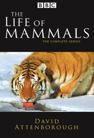 The Life of Mammals poster