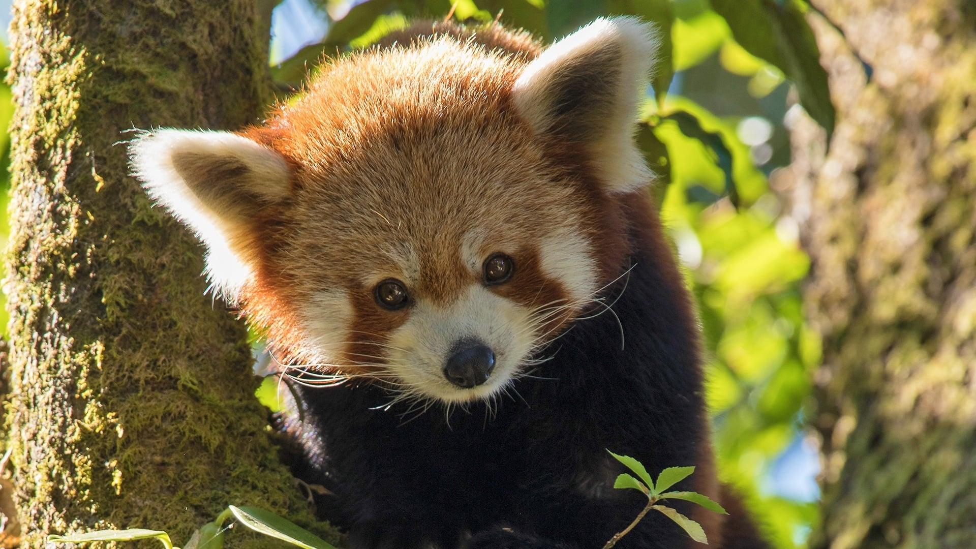 Red Panda: World's Cutest Animal backdrop